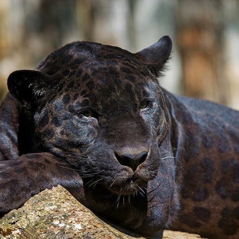 Пума Багира