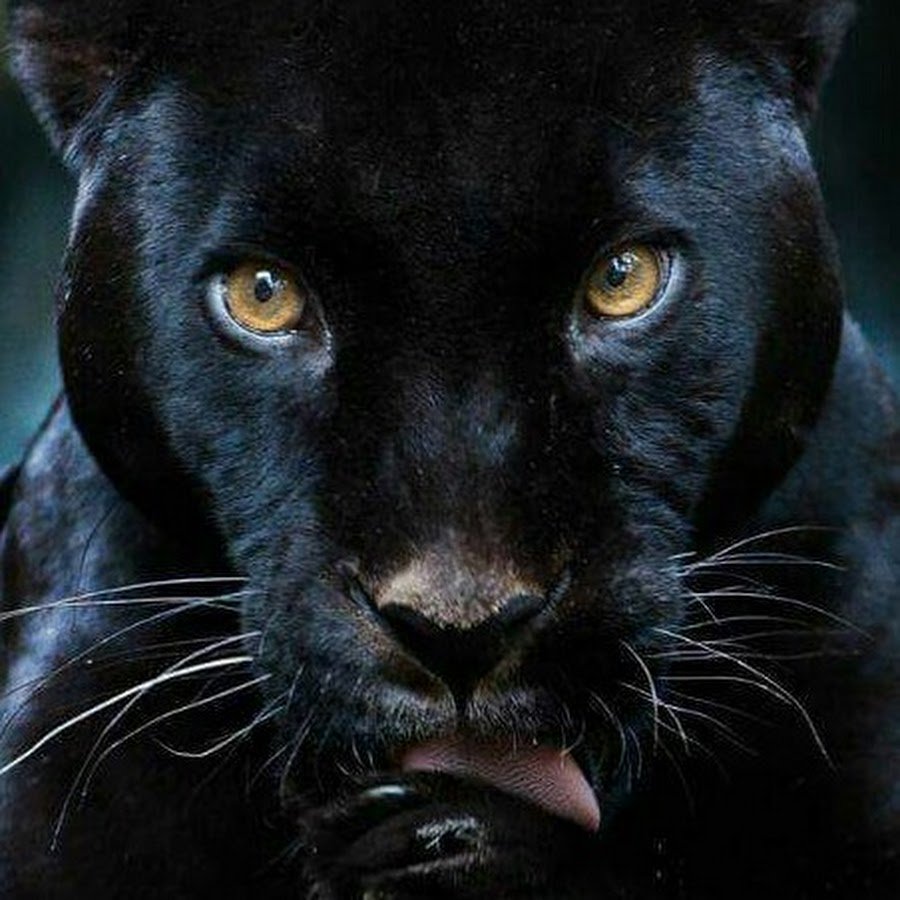 Леопард меланист