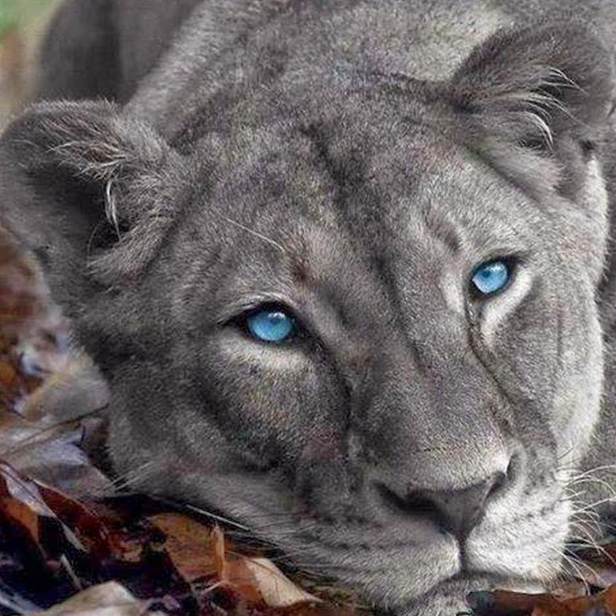 Пантера альбинос