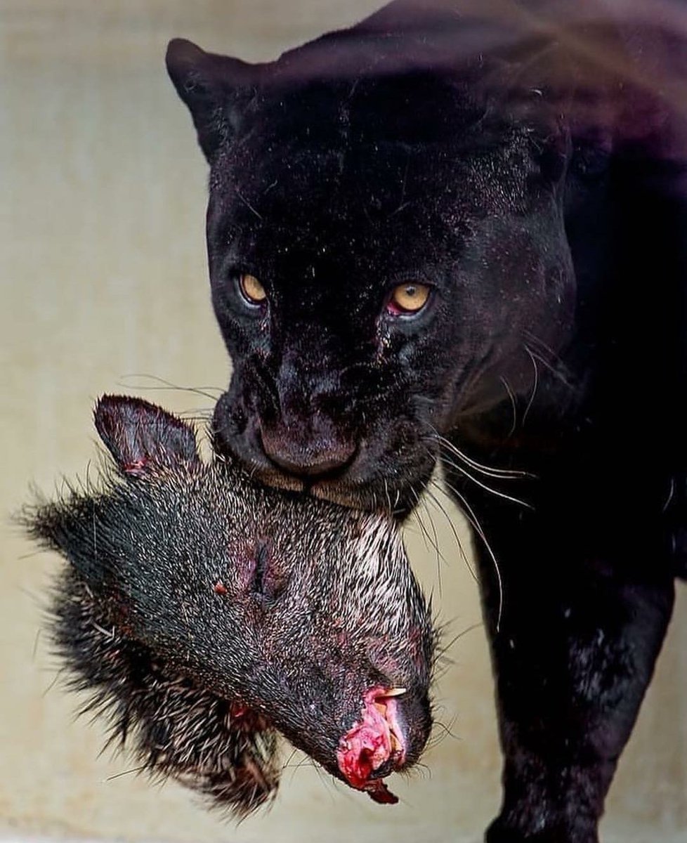 Виктория Бекхэм с пантерой