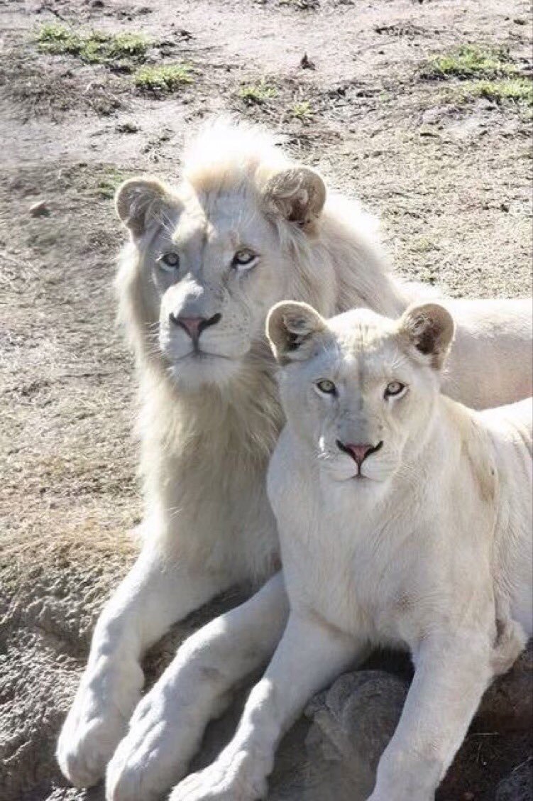 Клички для львиц необычные