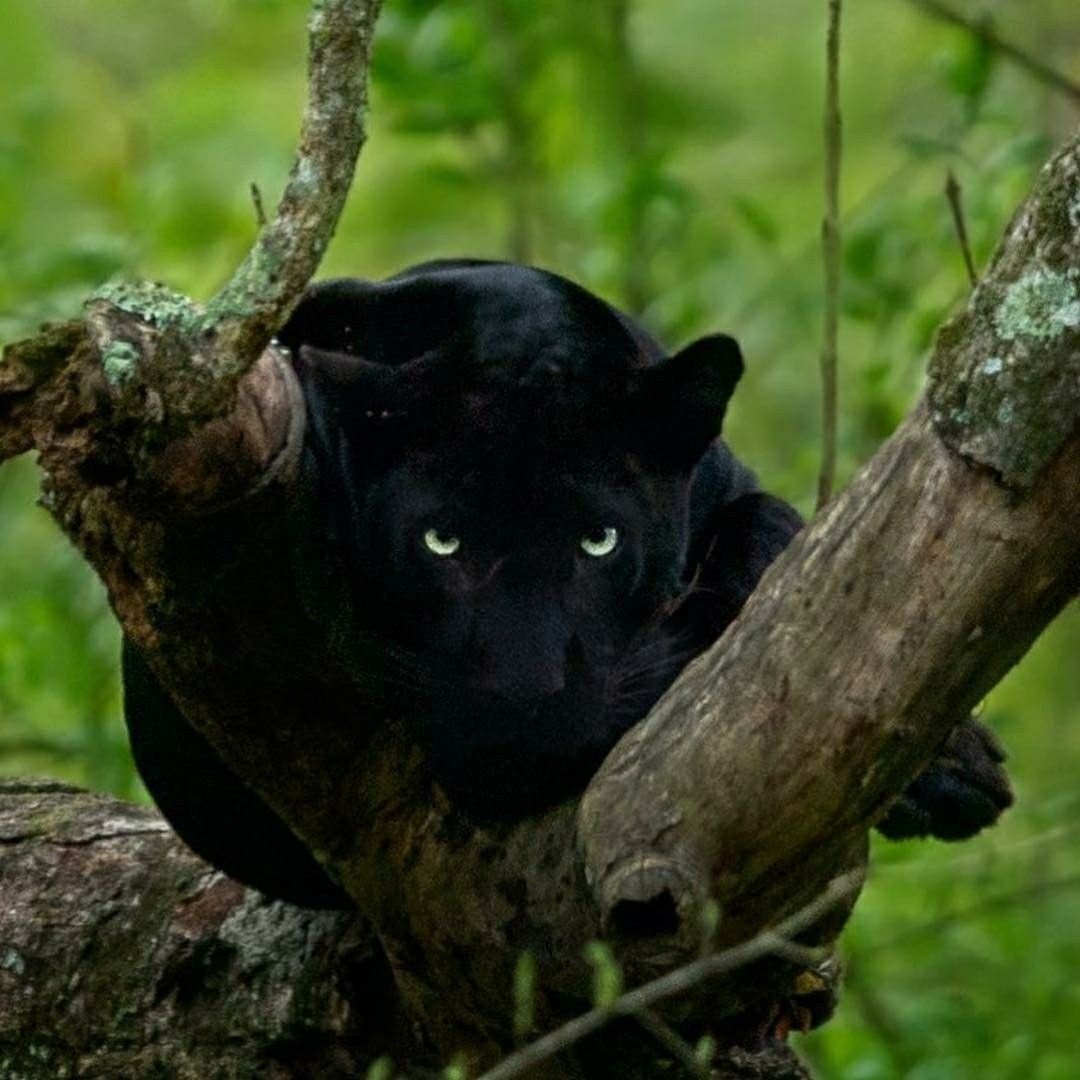 Тигр и кошка