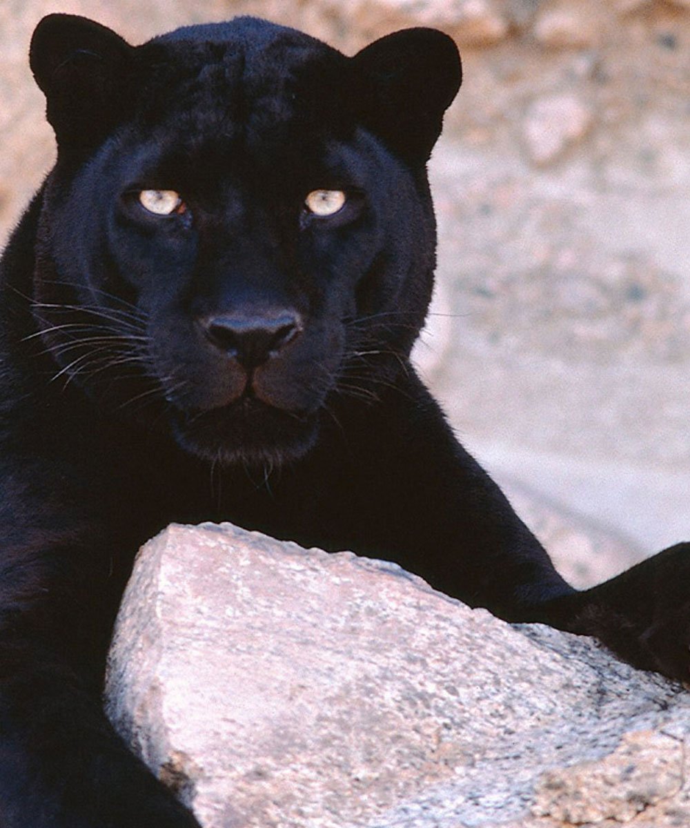 Тигр и пантера