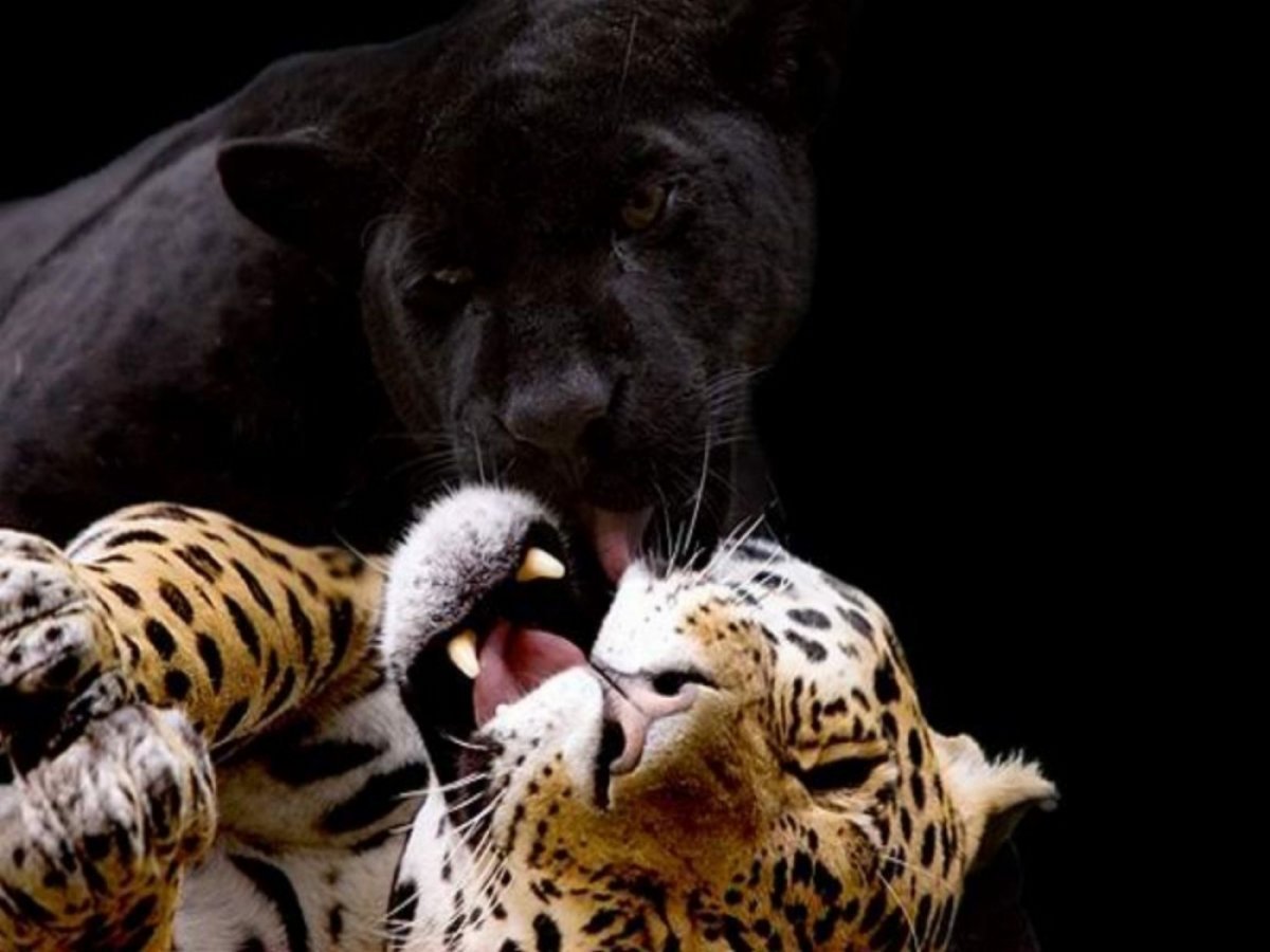 Леопард Ягуар пантера