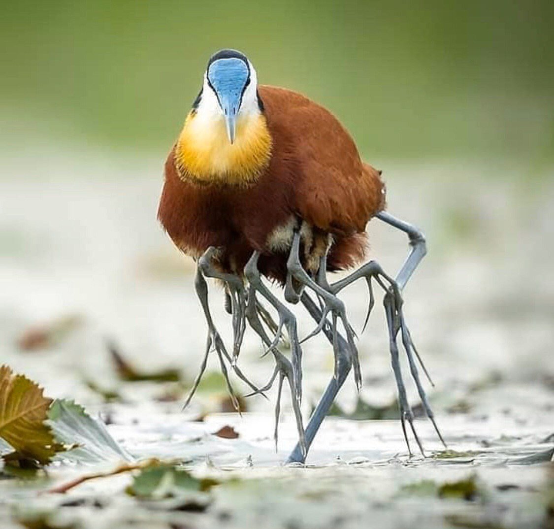 Австралийская якана