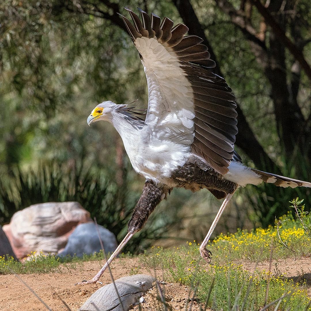 Птица секретарь самка