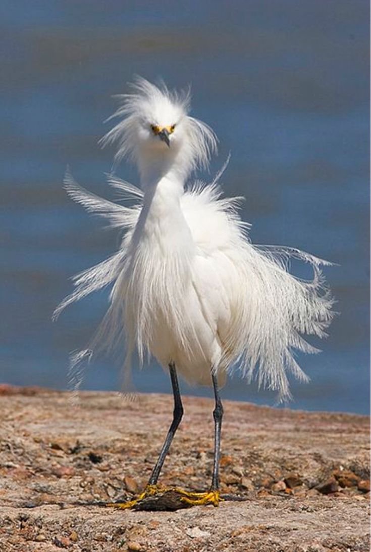 Пушистые птицы