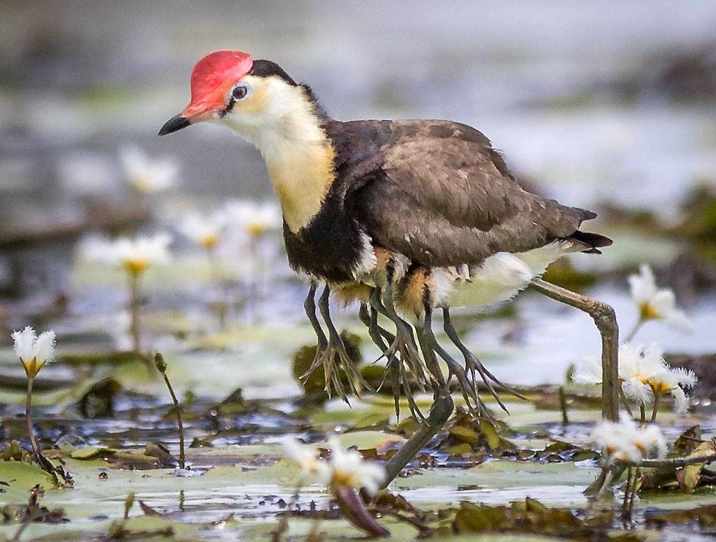 Гребенчатая якана птица