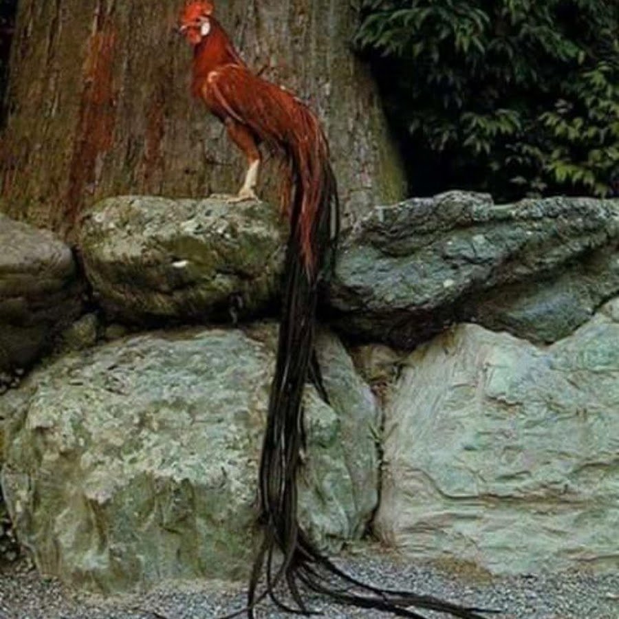 Йокогамский петух Феникс