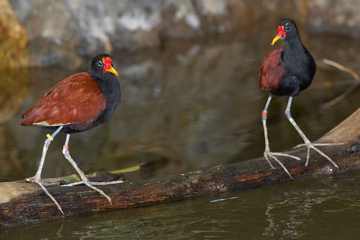 Птица с длинными лапами