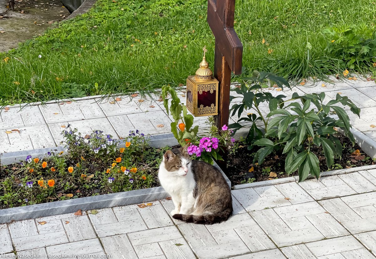 Эстетика книг и кота