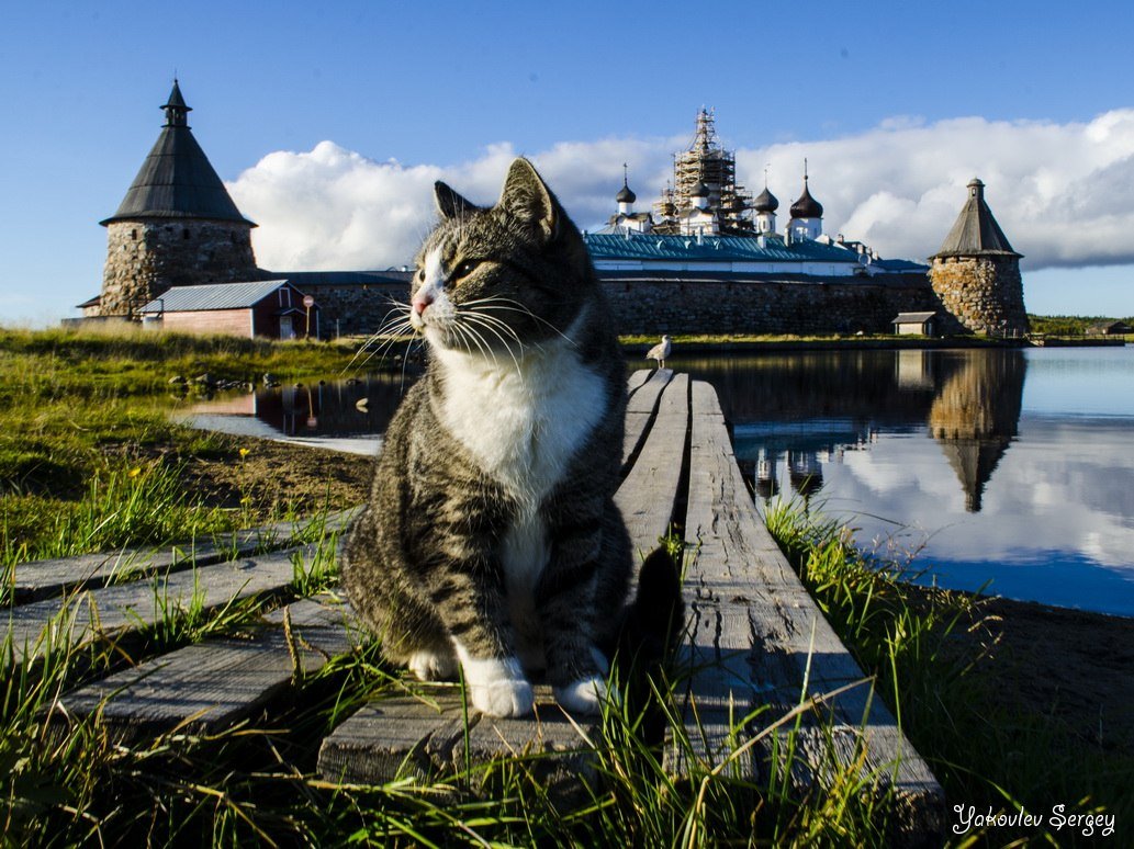 Кот в монастыре