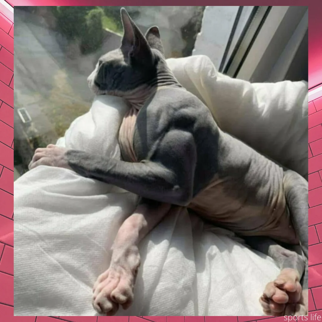 Кот Эстетика