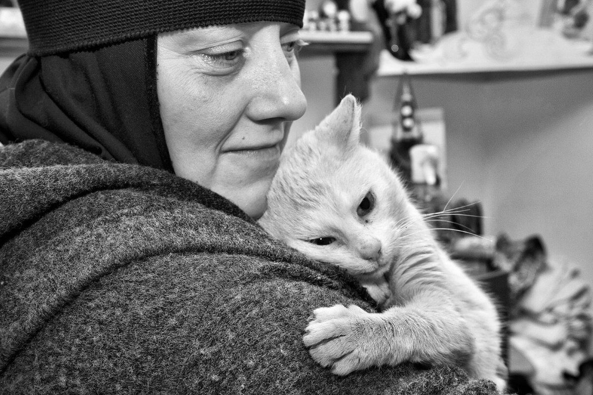 Коты в монастыре