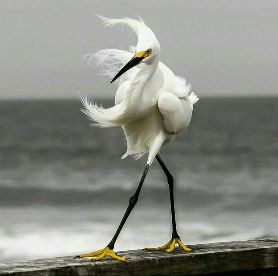 Смешные птицы