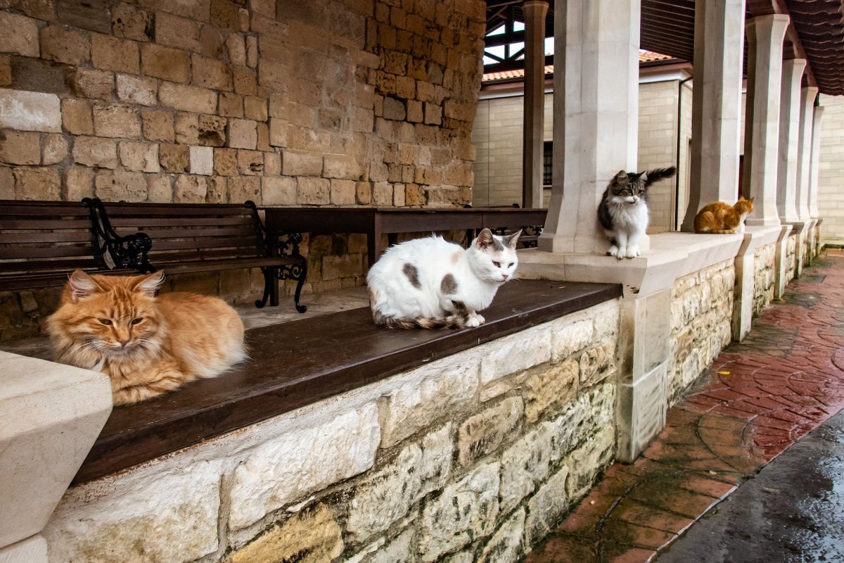 Монастырь Святого Николая кошатника на Кипре