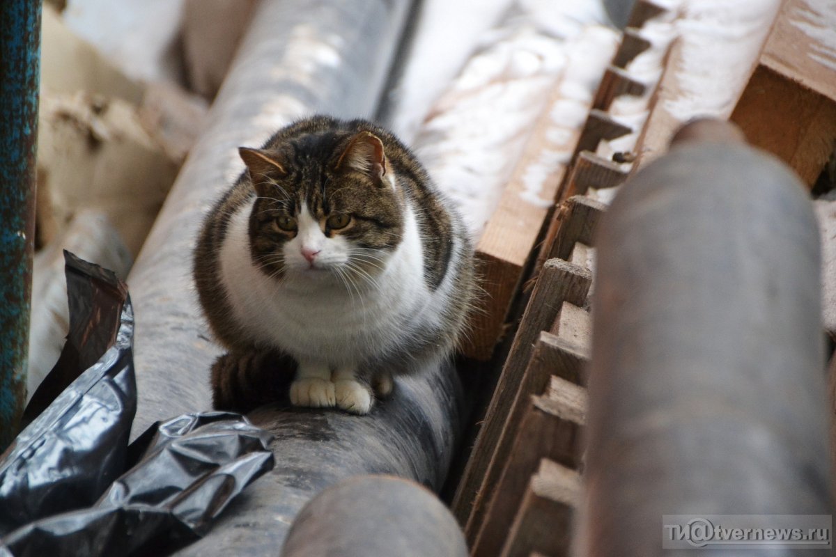 Селфи с котенком