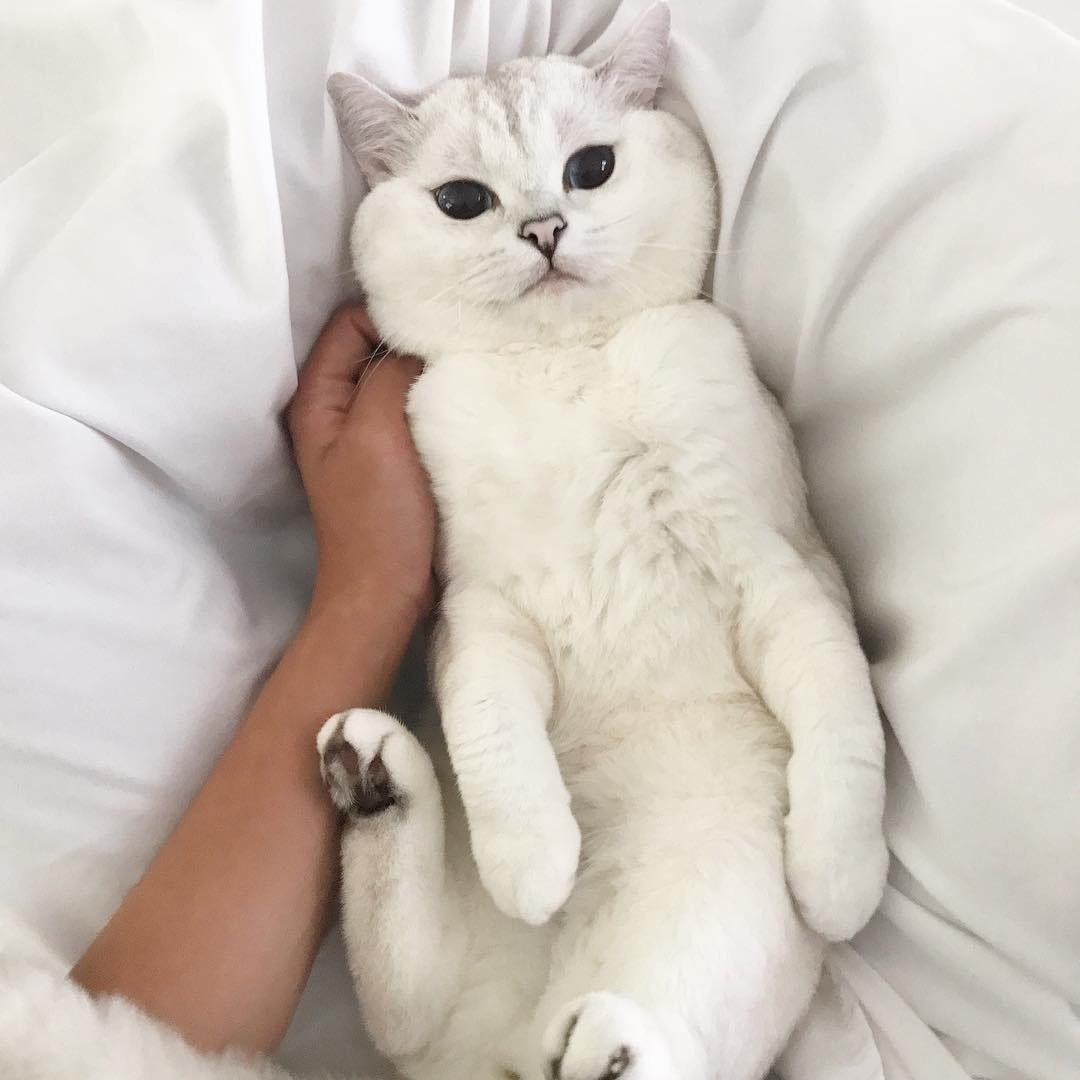 Эстетика кошек милых