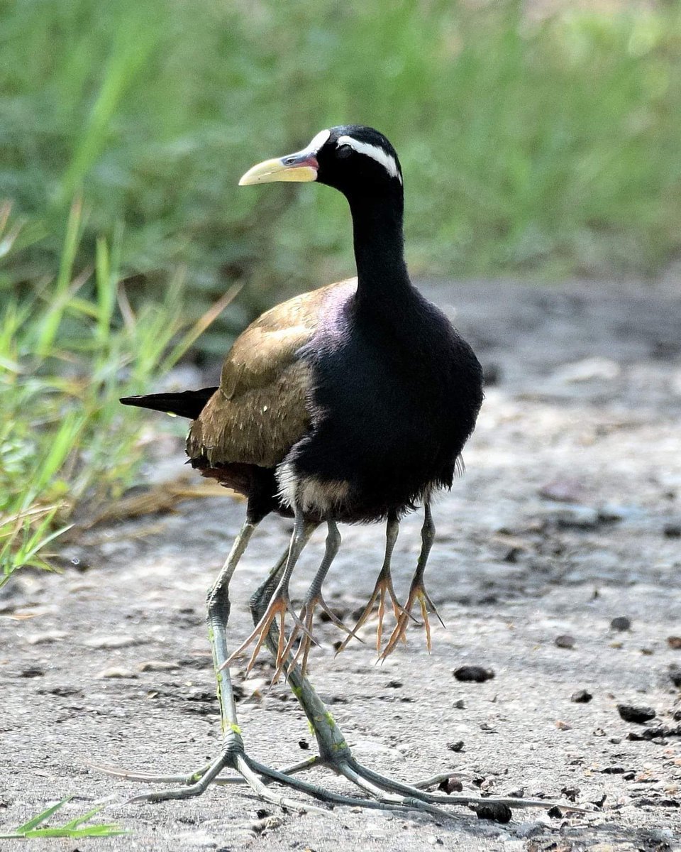 Африканская якана птица