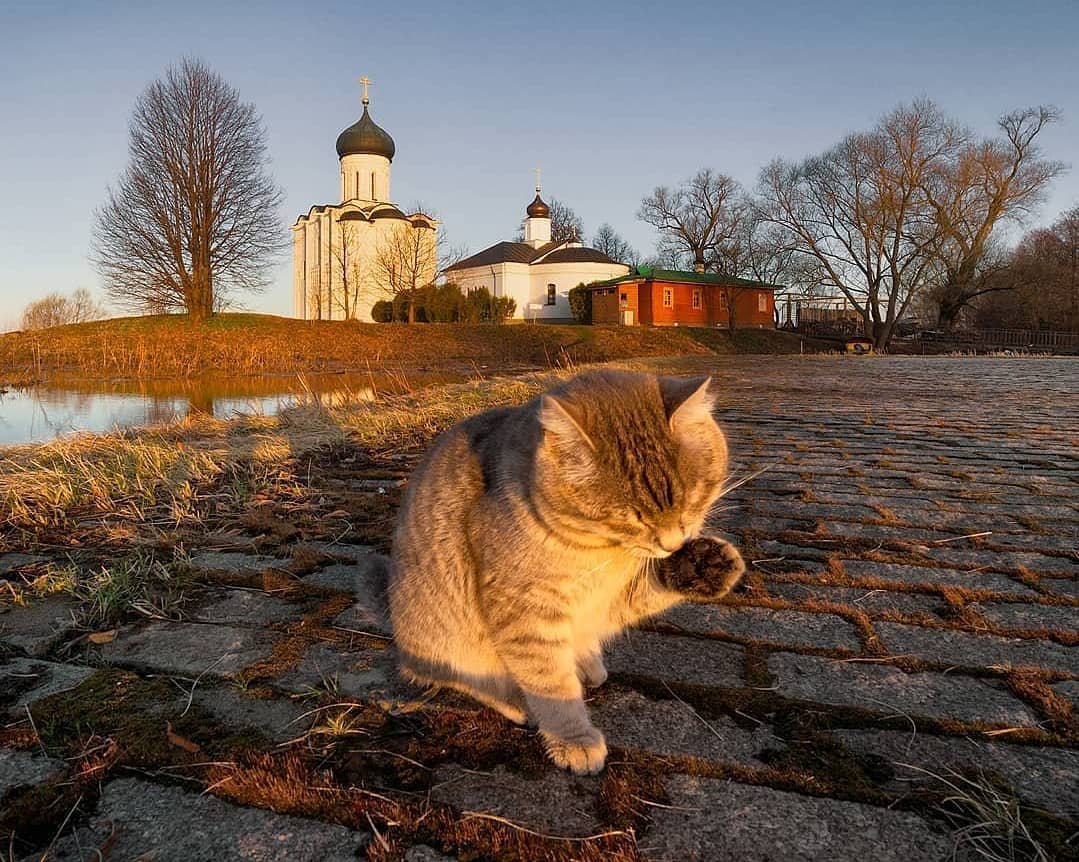 Кошка в храме