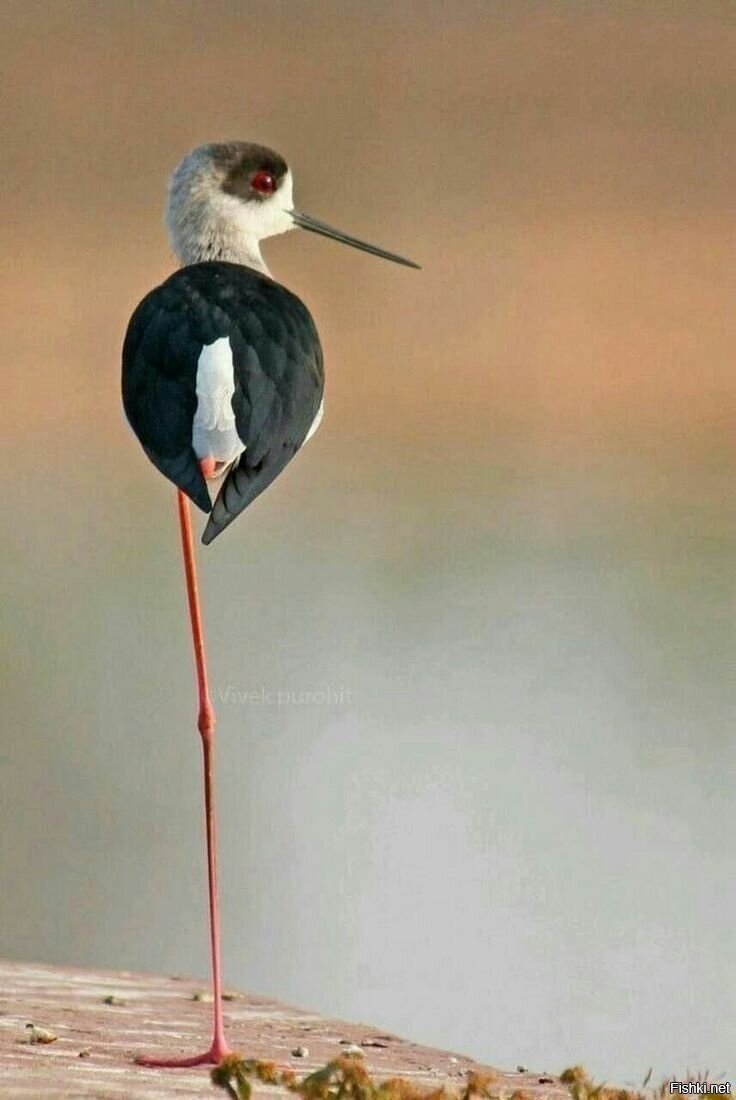 Птица с длинными ногами