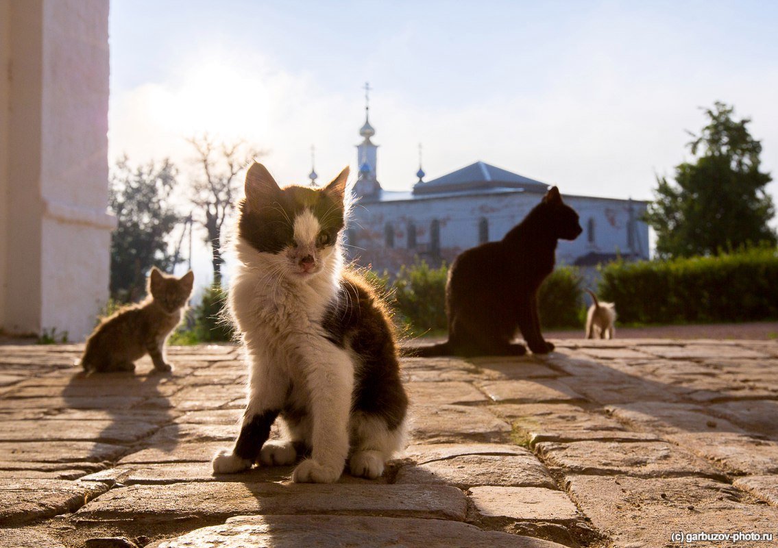 Монахиня Михаила Горненский женский монастырь