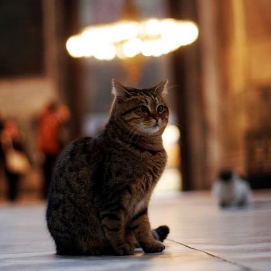 Нежные котики