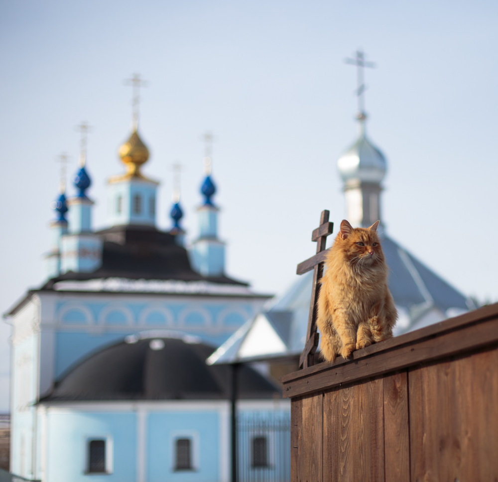 Православные коты