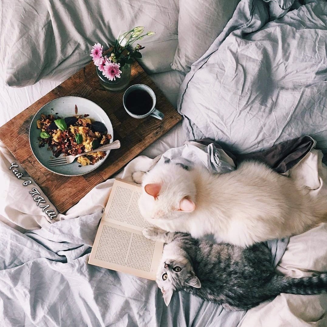 Городские коты