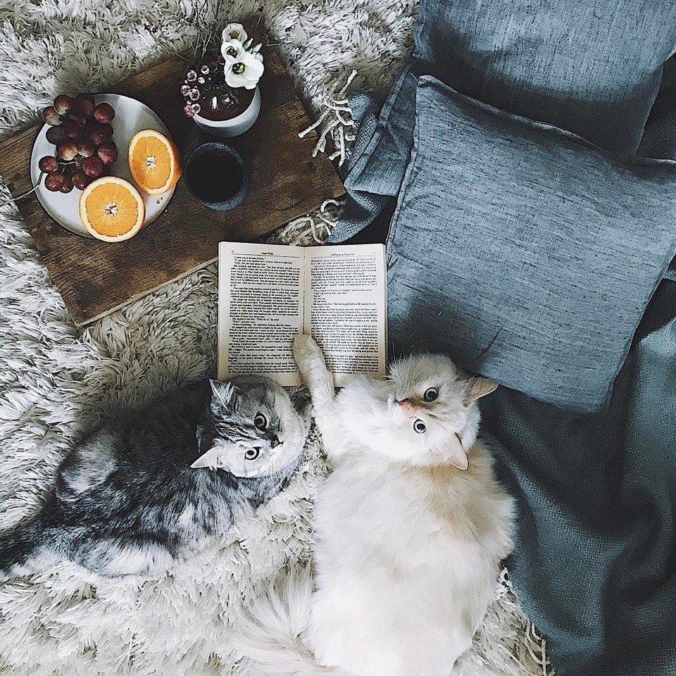 Кипр остров кошек