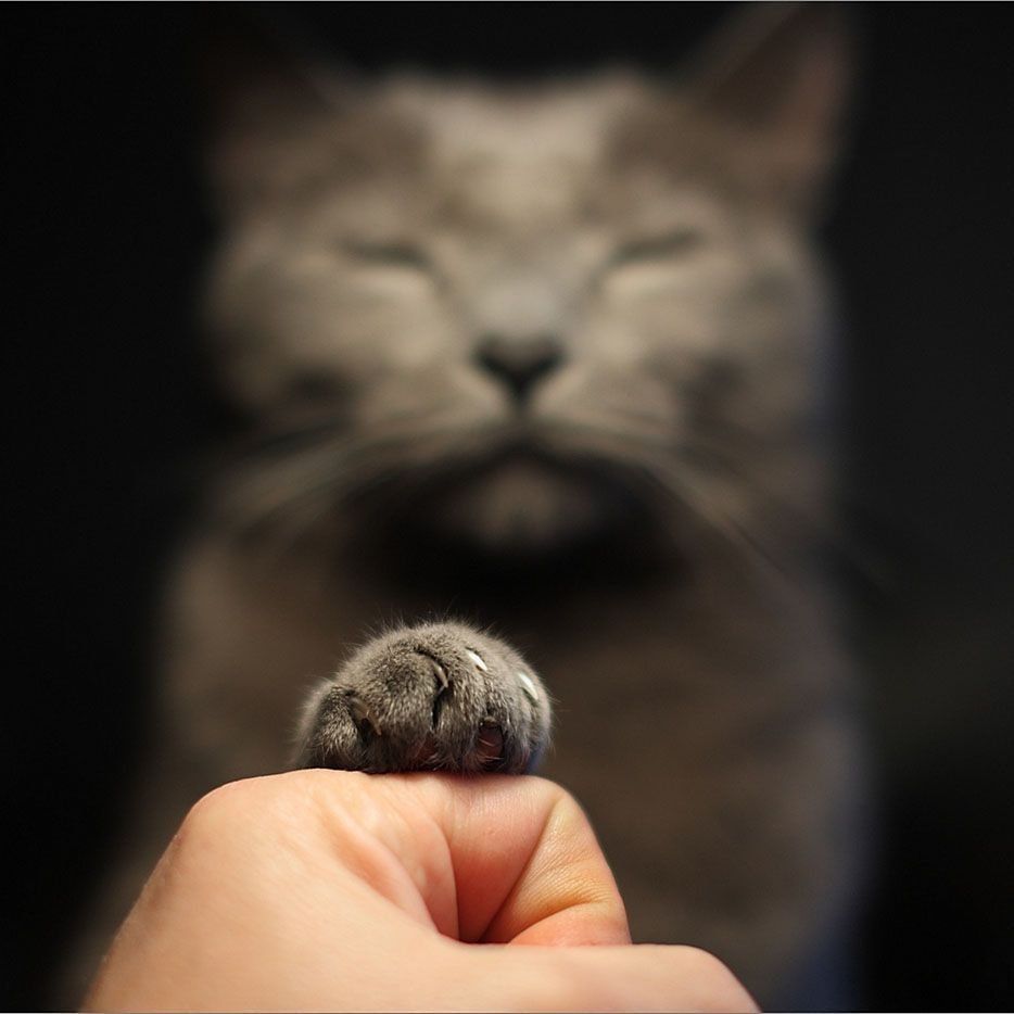 Наталья Леонова пастель