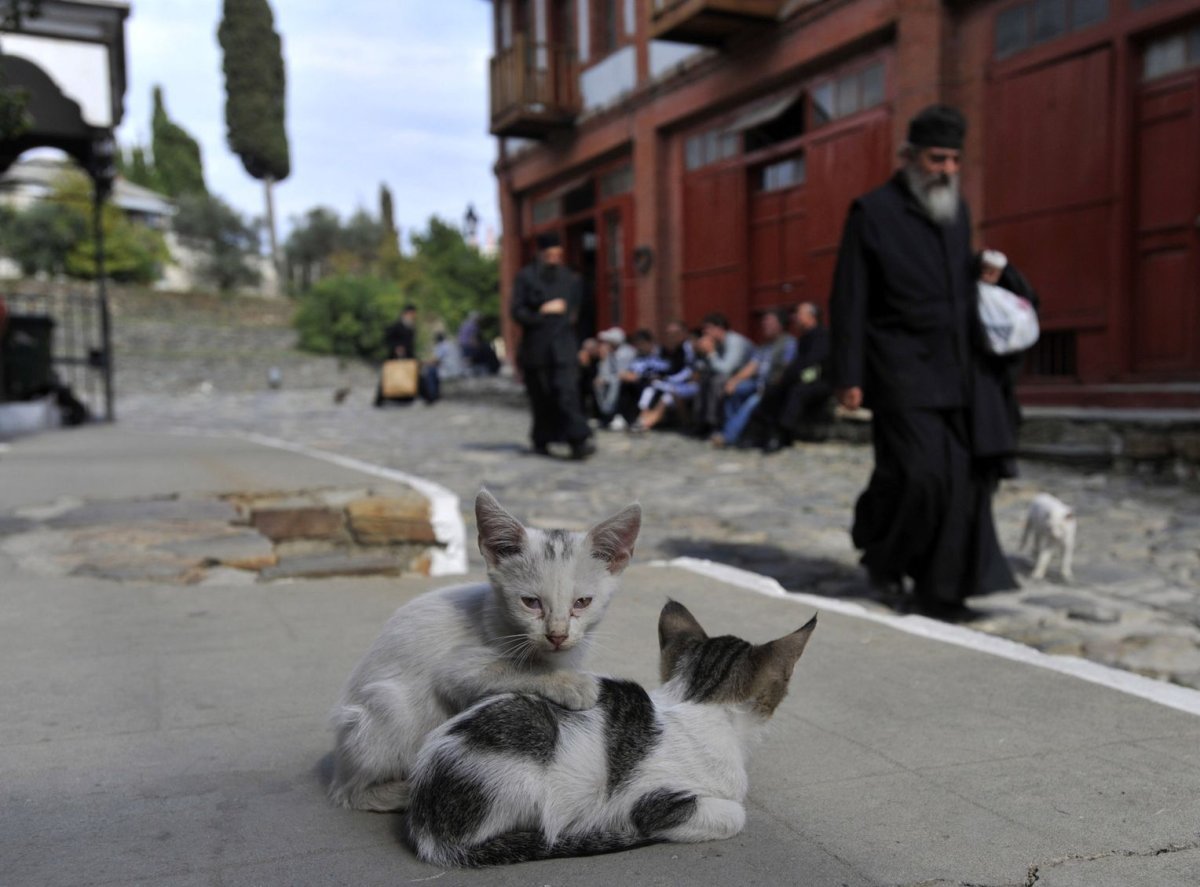 Монахи и кошки