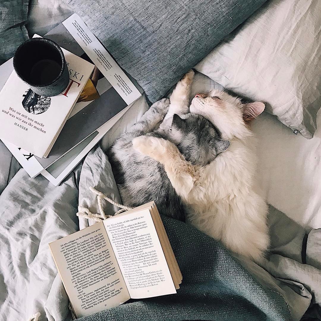 Кошки на Кипре