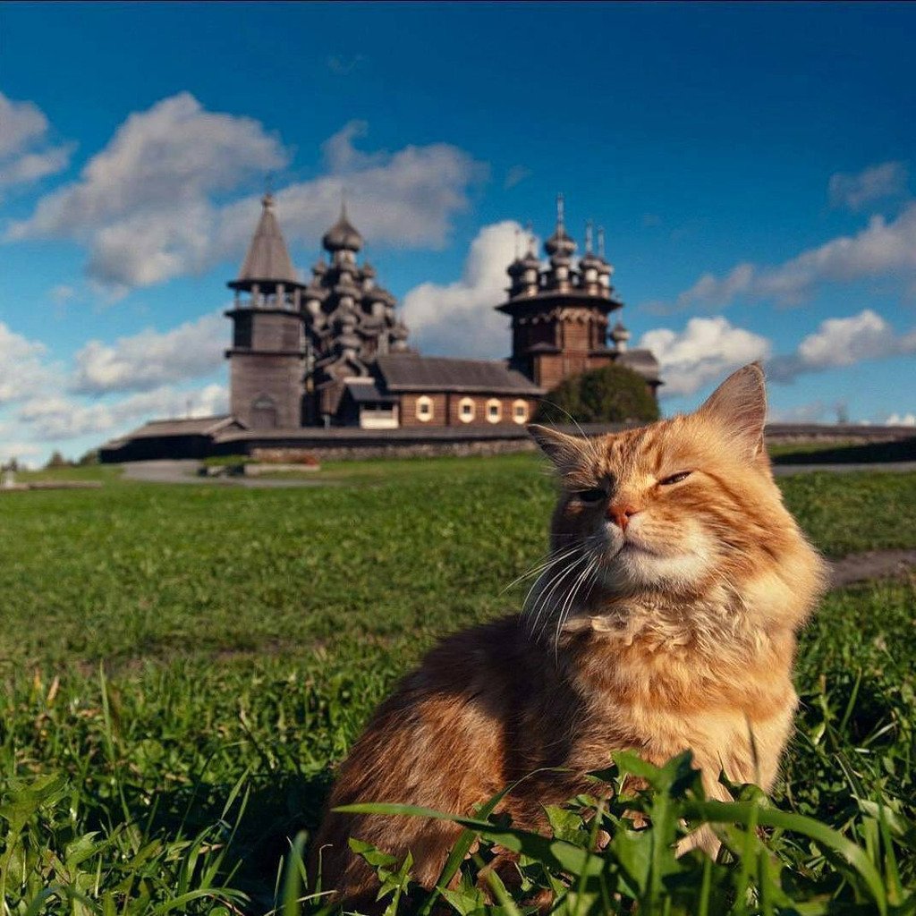 Православие кот