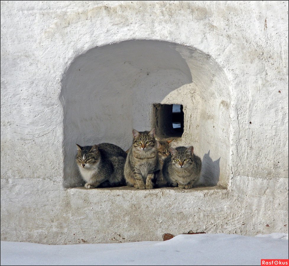 Валаамские кошки