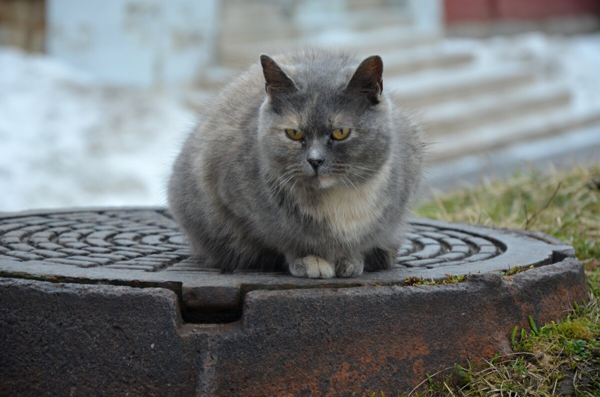 Кот в церкви