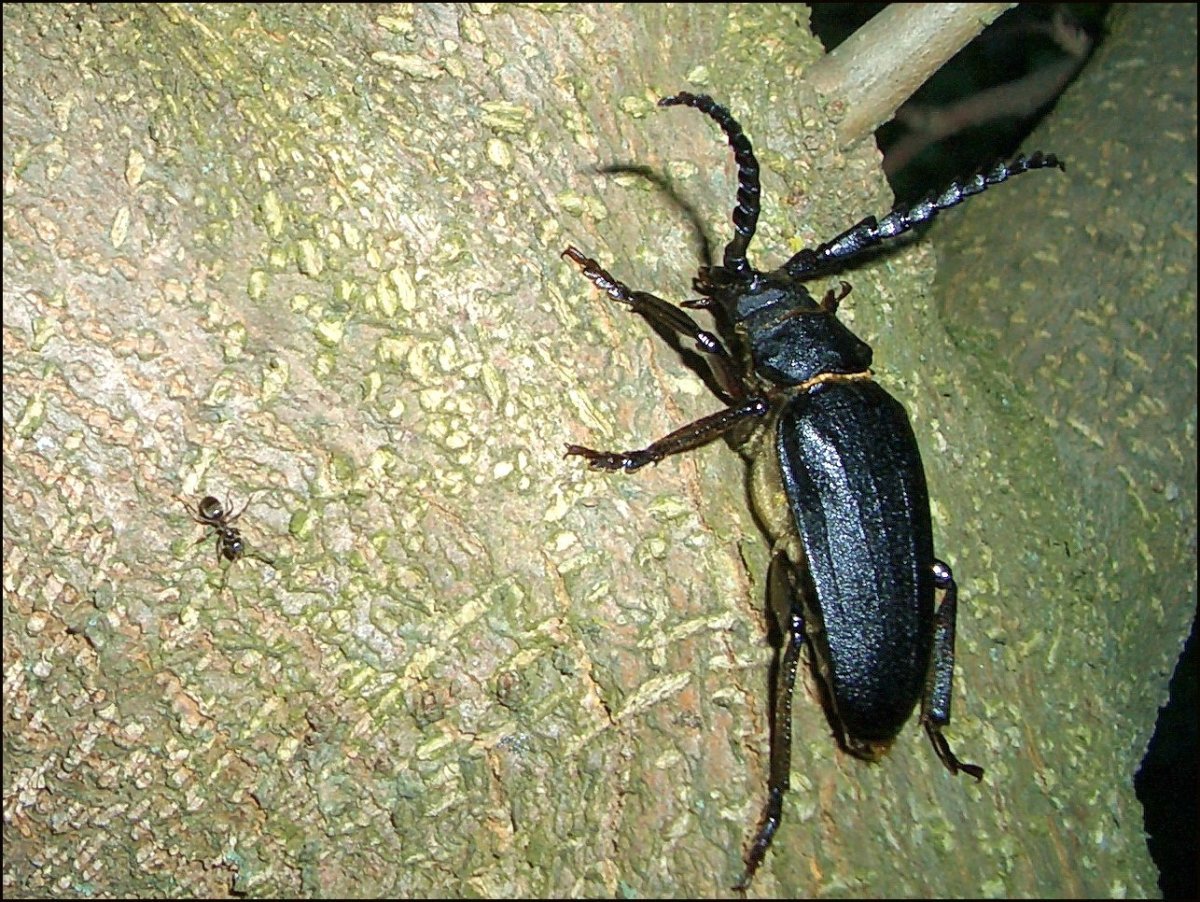 Жук усач Дубильщик