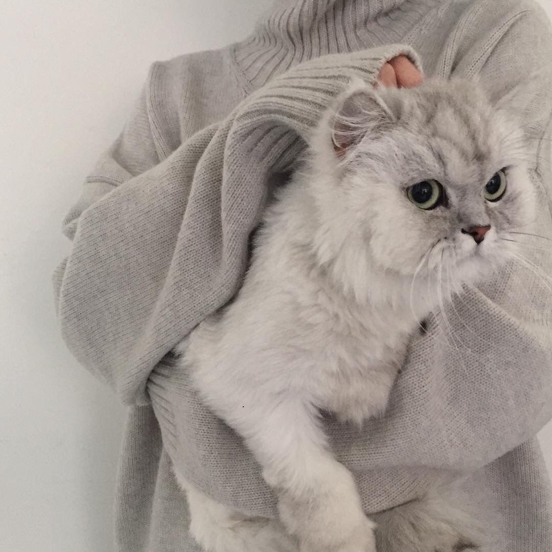 Котики Эстетика