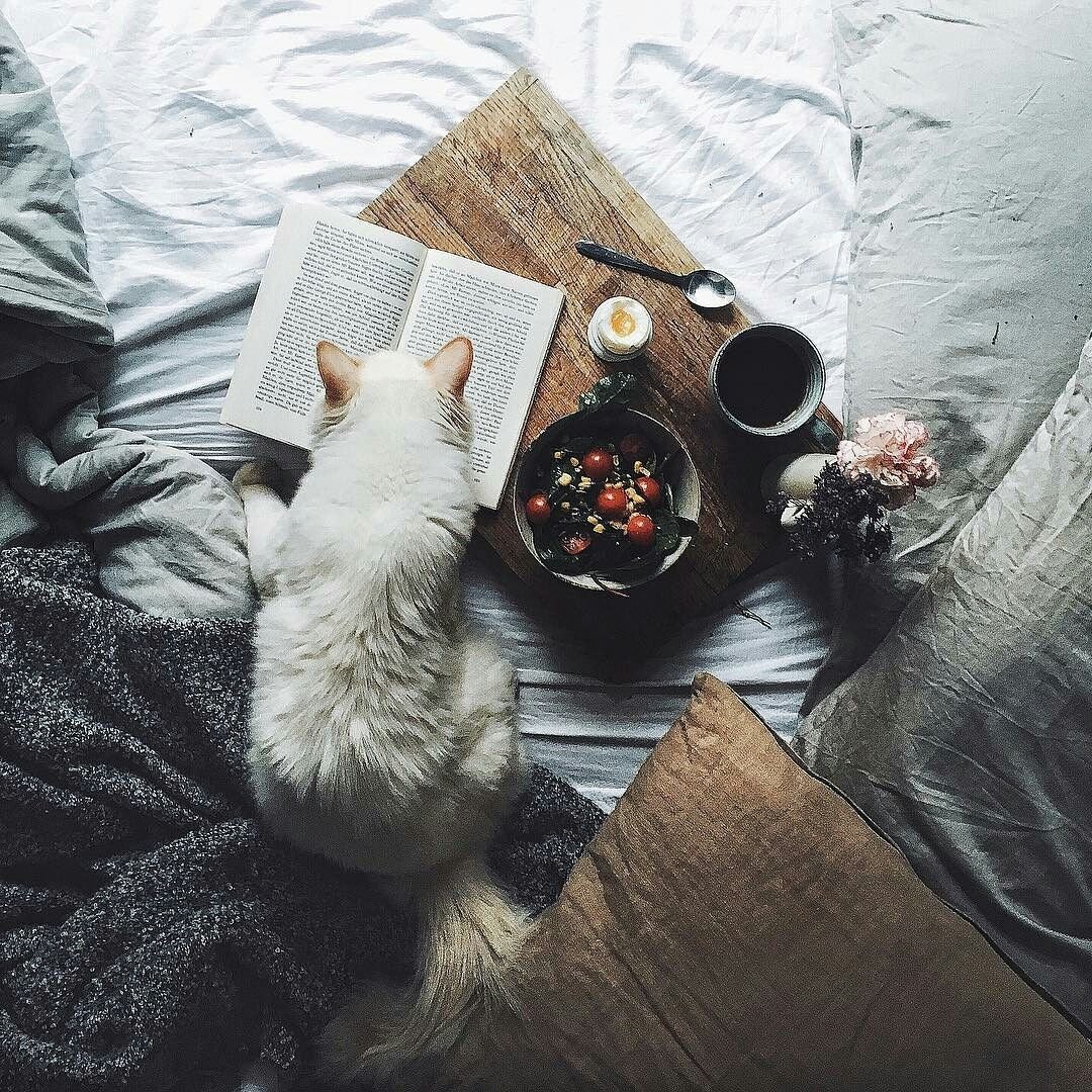 Смешные утренние котики