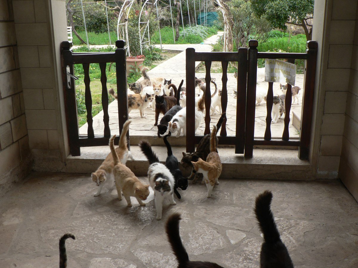 Коты на Кипре