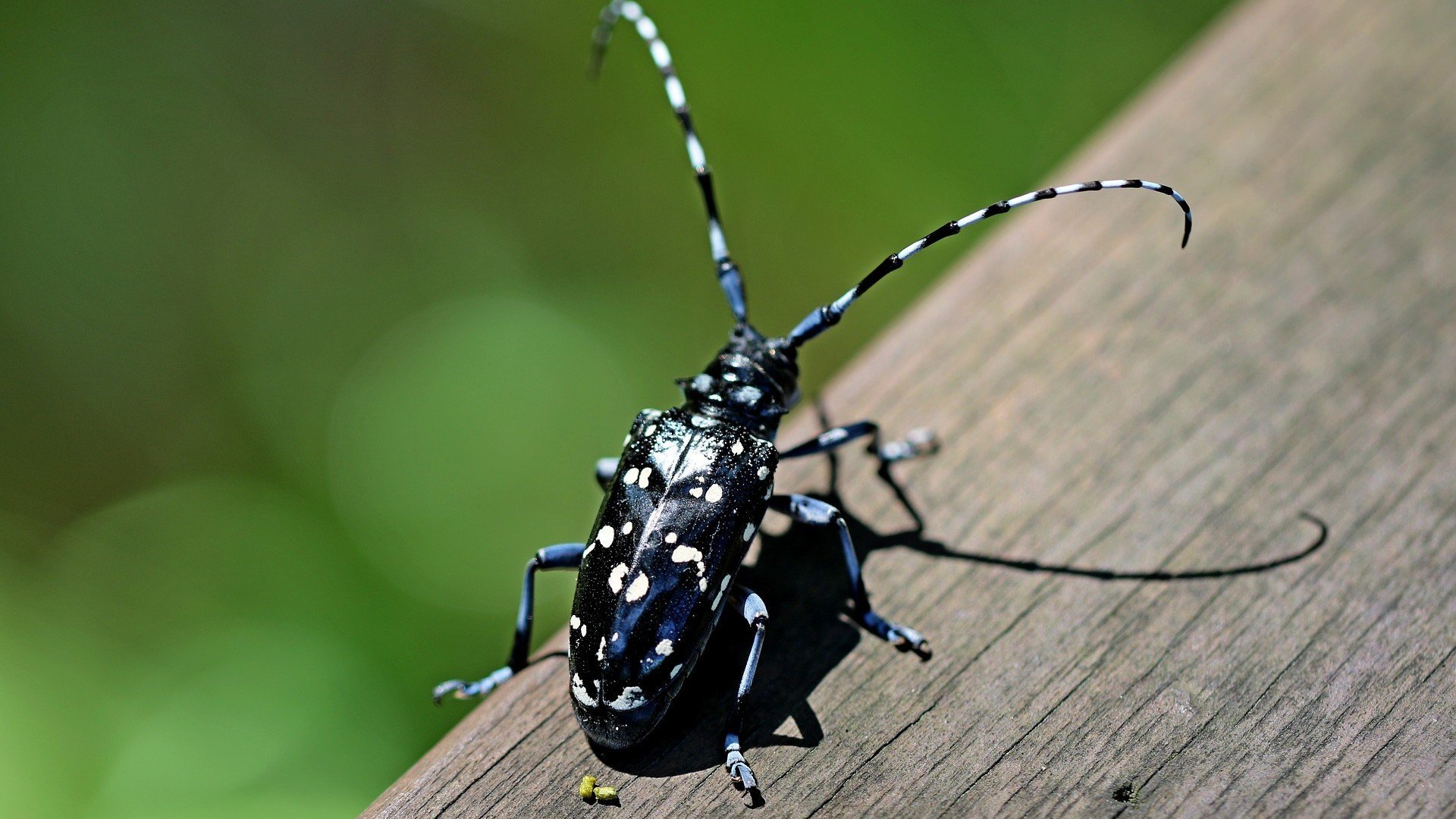 Большой черный жук с длинными усами фото