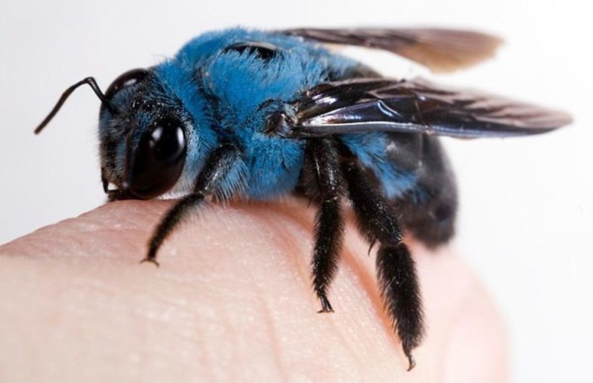 Xylocopa caerulea голубая пчела
