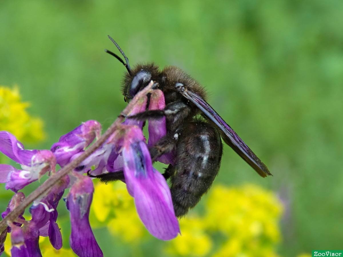 Шмель плотник ареал