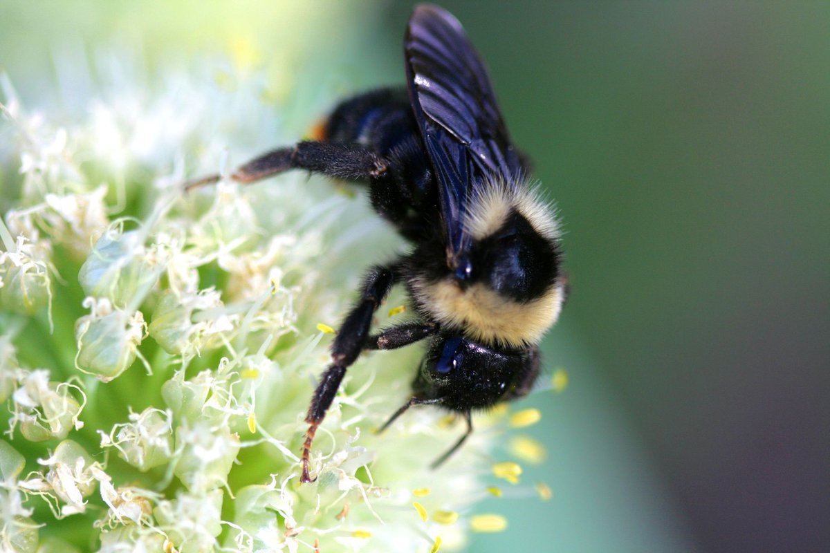 Азиатский Шершень убийца укус