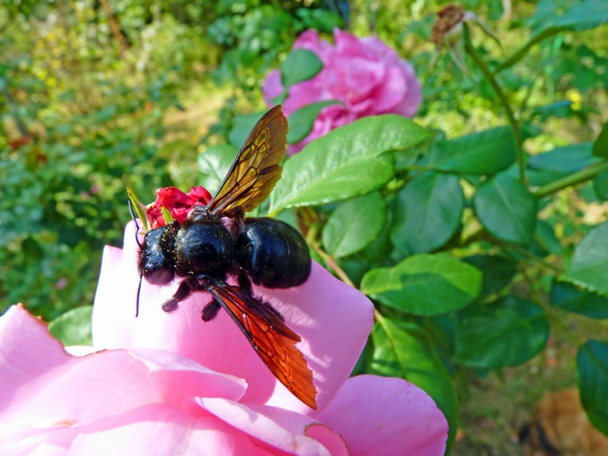 Пчела плотник