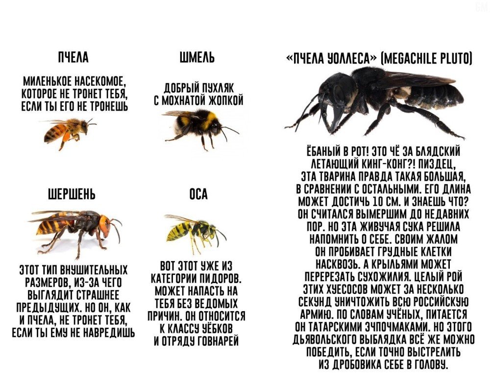 Пчела Уоллеса и Шершень