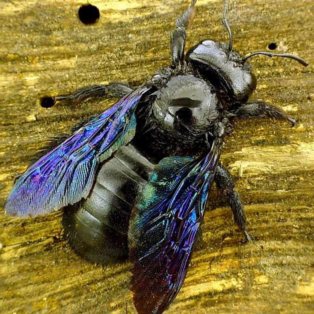 Гнездо ксилокопы