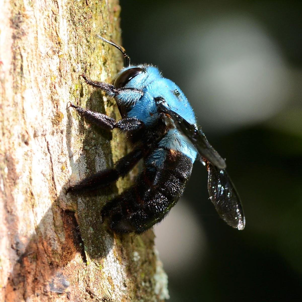 Xylocopa caerulea - пчела