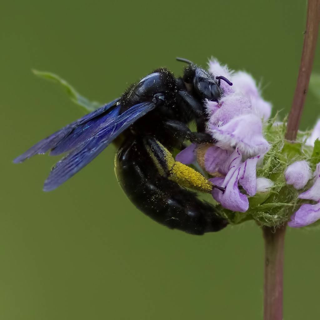 Пчела плотник обыкновенная Марий Эл