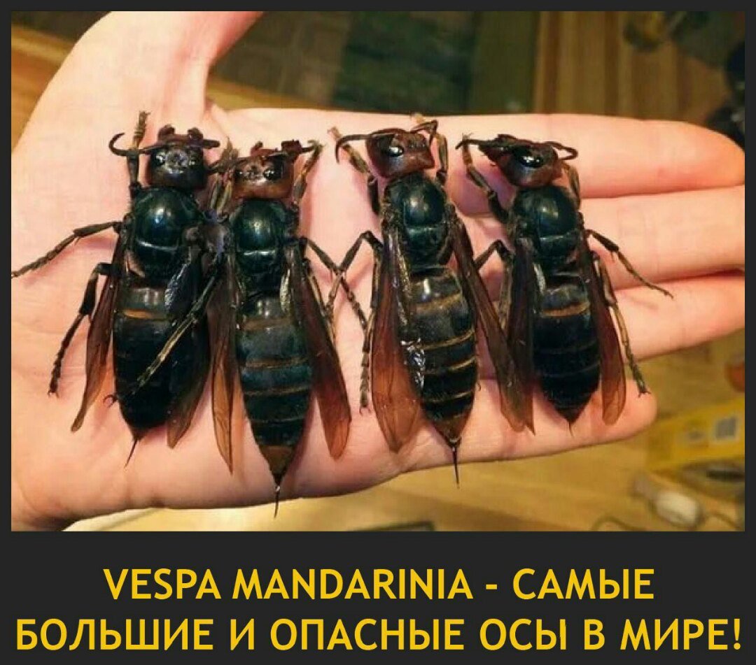 Пчела Сколия гигантская